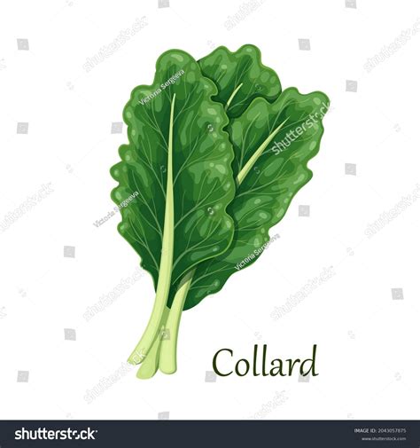 Que Es Collard Greens En Espanol at Randall Shoup blog