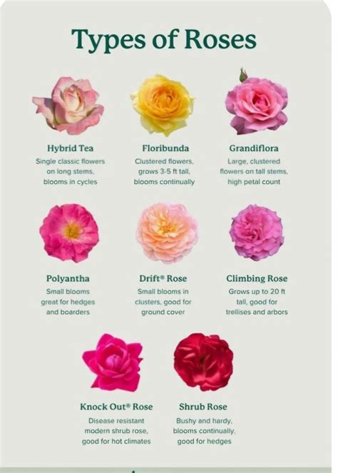 Pin by Sun in My Soul on Gardening ️🪴 in 2025 | Rose bushes for sale ...