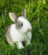 Image result for Adorable Fluffy Baby Bunnies