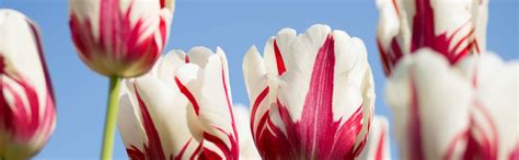 Bloemen | J&S Packaging