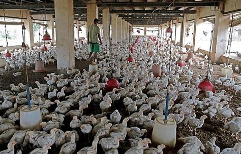 India’s first bird flu death: Back to zoonotic diseases