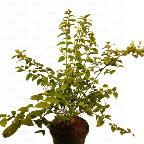 Dwarf Jasmine (Jasminum Parkeri) - Plant – Lalit Enterprise