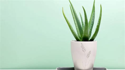 Download Pot Of Aloe Vera Plant Wallpaper | Wallpapers.com