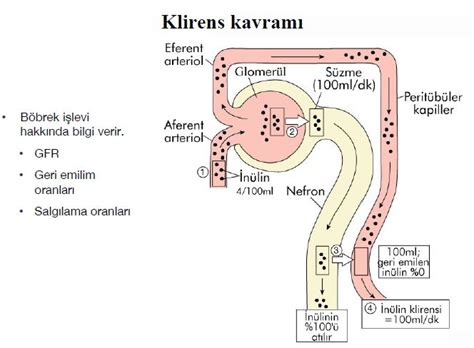 Boşaltım Sistemi Nedir - Boşaltım Sisteminin Yapısı ve Görevleri