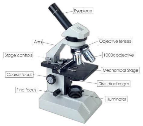 Image result for Video Microscope Play