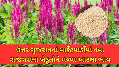 Apmc Market Rate: ઉત્તર ગુજરાતનાં માર્કેટયાર્ડોમાં નવા રાજગરાની શરૂઆતે ...