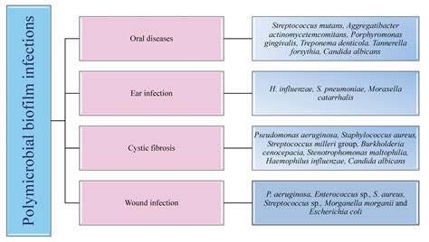 Polymicrobial Infections and Biofilms: Clinical Significance and Eradication Strategies