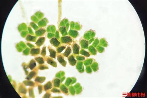 莲叶 的图像结果