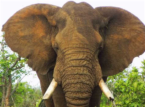 The African elephant. Discover the world's largest land animal.