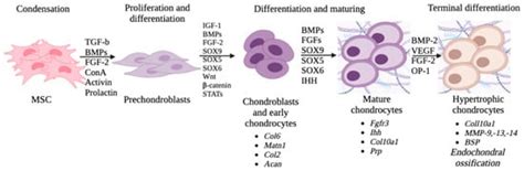Peptide Regulation of Chondrogenic Stem Cell Differentiation