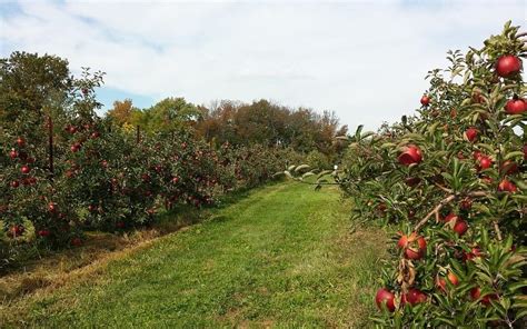 Best Farms In and Around Bangalore for day outings with Family And ...