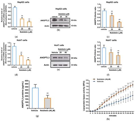 The Citrus Flavonoid Nobiletin Downregulates Angiopoietin-like Protein ...