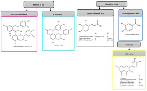 Fractionation and Hydrolyzation of Avocado Peel Extract: Improvement of ...