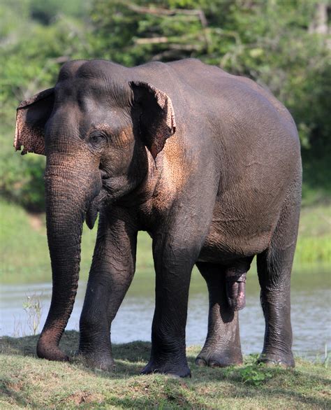 Elephas maximus maximus Sri Lanka Elephant — Coke Smith Wildlife