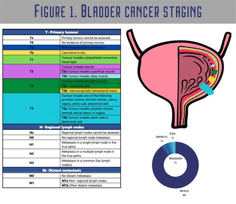 Bladder Tumor Staging
