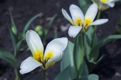 2560x1440 wallpaper | white and yellow petaled flowers | Peakpx