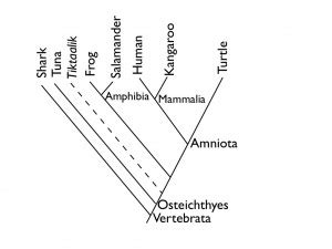 Image result for Science Cladogram