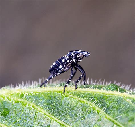 Lantern Fly Nymph 的图像结果