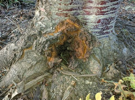 Image result for Cherry Tree Trunk Rot