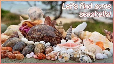 Finding Sea Shells 的图像结果