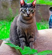 Image result for Cat and Bunny Hybrid