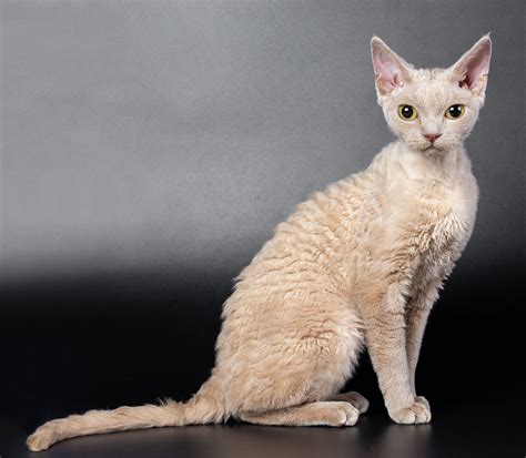 Die Devon Rex im Rasseportrait | stylecats® Magazin