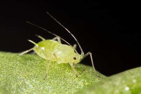 Glasshouse potato aphid - Biocontrol, Damage and Life Cycle