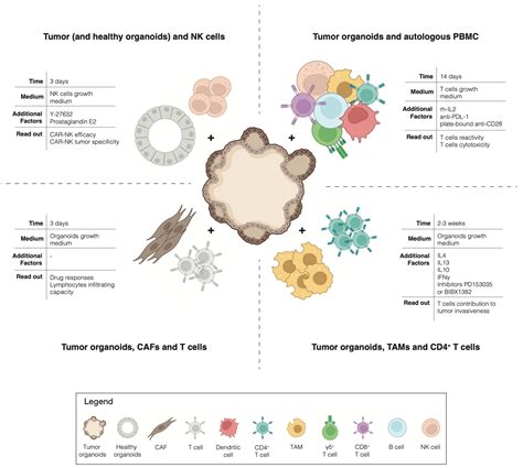 Tumor Organoids as a Research Tool: How to Exploit Them