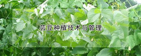 冬季大棚芸豆温度管理 —【发财农业网】