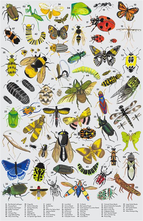 Image result for Printable Insect Identification Chart