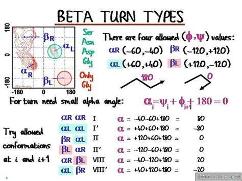 Image result for Beta Turn Structure
