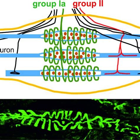 Image result for Muscle Spindle Rate Coding