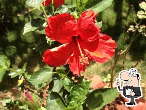 Menu at Lakefield Restaurant, Calangute