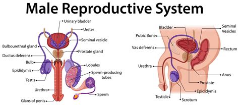 Image result for Male Reproductive System Example