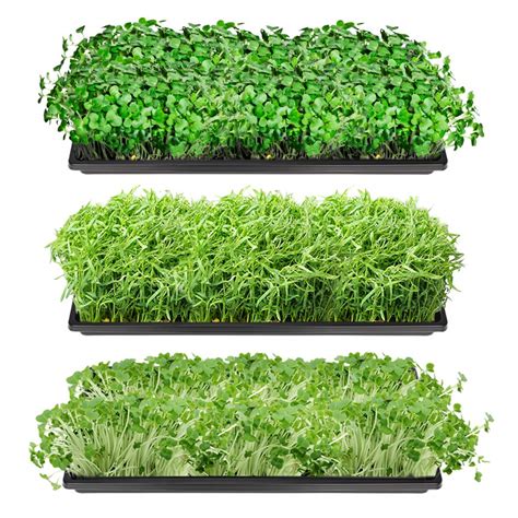Buy J&D 5 Packs Trays, 10 x 20 Inches Propagation Starter Seedling Tray ...