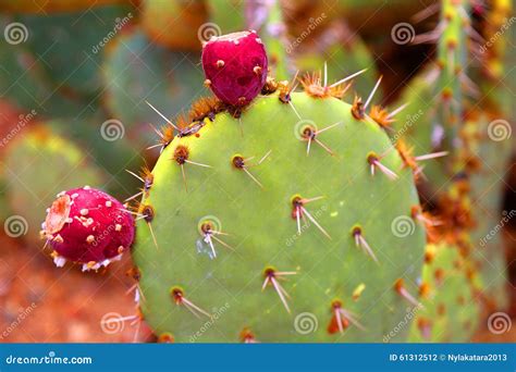 Is the Prickly Pear Cactus Edible? A Guide to Eating Prickly Pear ...