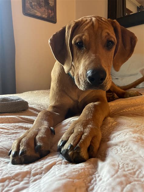 Great Dane Mix Rottweiler