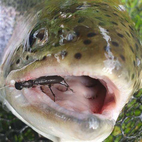 HOLBURY LAKES TROUT FISHERY (2026) All You Need to Know BEFORE You Go ...