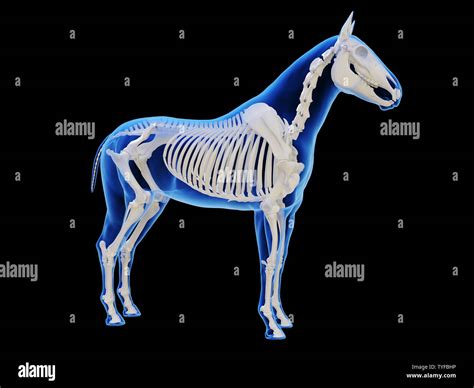 3d rendered medically accurate illustration of the horse skeletal ...