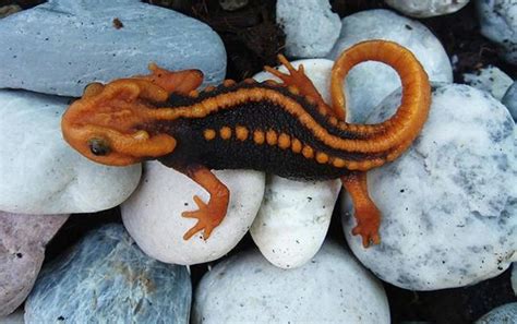 Rainbow Snake, Horned Lizard Among 163 New Species Found In Greater ...