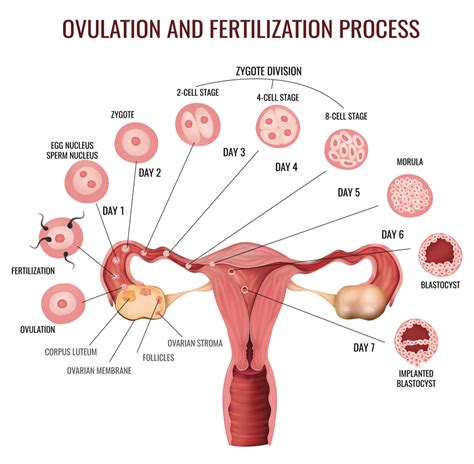 Image result for Ovulation Cycle
