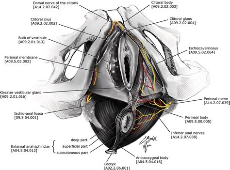 Recommended standardized anatomic terminology of the posterior female ...