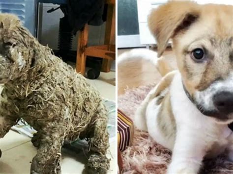 Helpless Puppy Who Was Left to Die After Being Drowned In Industrial ...