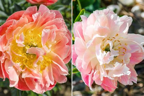 2 Types of Color-Changing Peonies That Will Light Up Your Garden