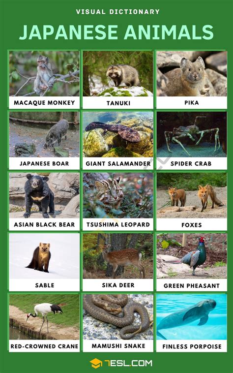 Japanese Animals: Names, Facts, and Pictures • 7ESL