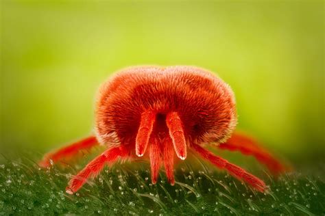 What Is A Red Velvet Mite at Robert Churchill blog