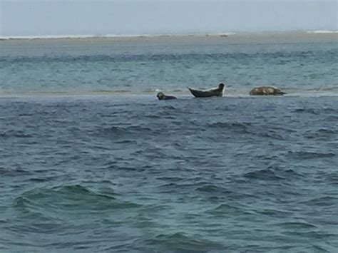 MONOMOY ISLAND FERRY Guide (2026) All You Need to Know BEFORE You Go ...
