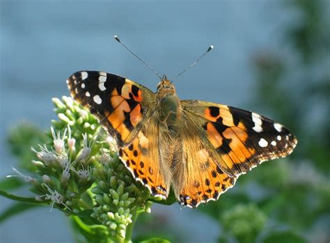 Make it Personal | Hansen-Spear Funeral Home