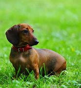 Image result for Cutest Dachshund in the World