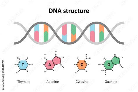 Image result for DNA Basics Explained